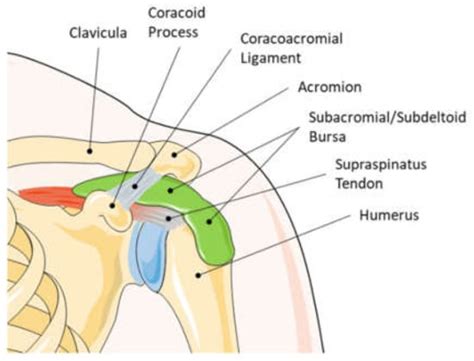 Cells | Free Full-Text | Subacromial Bursa: A Neglected Tissue Is Gaining More and More ...