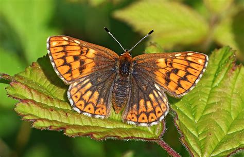 Duke of Burgundy aberration, Cerne Abbas | Dorset Butterflies