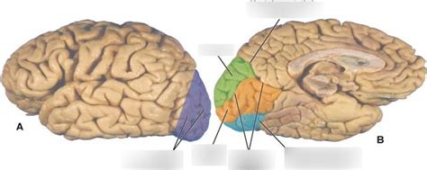 Occipital Lobe Sulci and Gyri Diagram | Quizlet