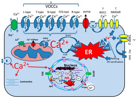 IJMS | Free Full-Text | Calcium Homeostasis, Transporters, and Blockers in Health and Diseases ...