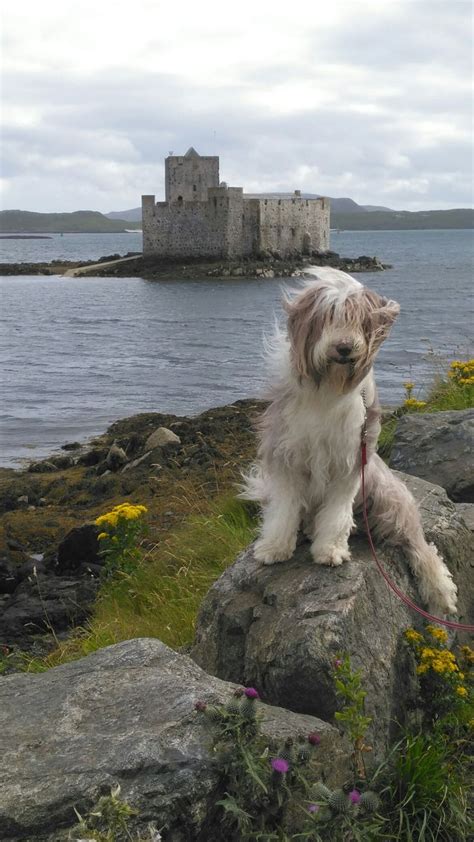 An adventure trip to Barra | Bearded collie, Old english sheepdog ...