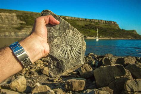 Fossils Can Be Often Found in Sedimentary Rocks & Here’s Why – How to Find Rocks