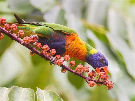 What Do Rainbow Lorikeets Eat? (Complete Guide) | Birdfact