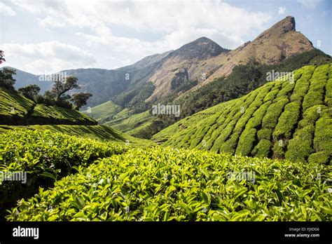 Munnar Hills Tea Plantations Kerala India Stock Photo - Alamy