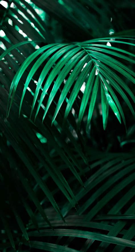 Tropical Leaves, Botanicals, Leaf Phone Wallpaper - Idea Wallpapers , iPhone Wallpapers,Color ...