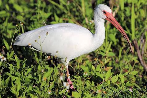 Birds Native To Florida - Birding Frontiers