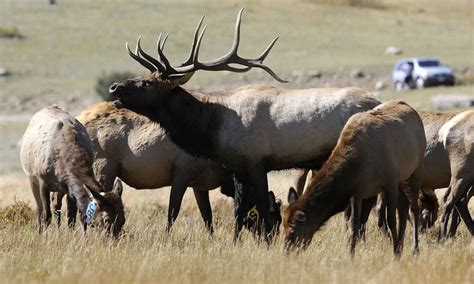 6 Places To Spy Colorado Wildlife In The Pikes Peak Region | OutThere ...