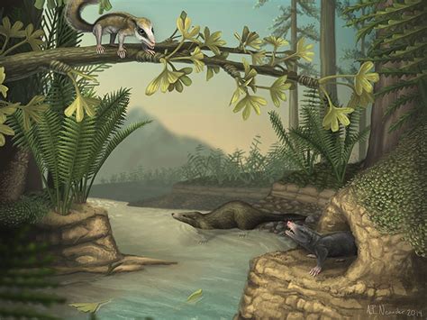 Found: Two sophisticated mammals that thrived during the age of the dinosaurs | Science | AAAS