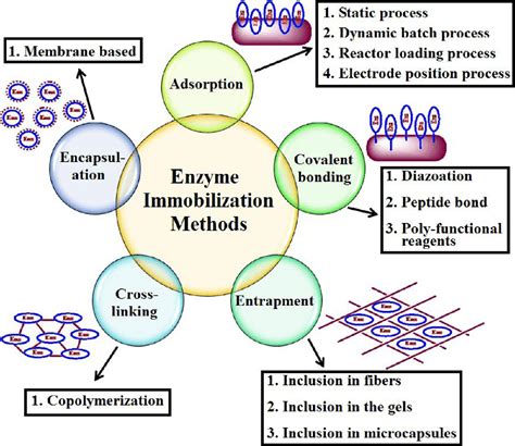 Biocatalyst Immobilization and Modification