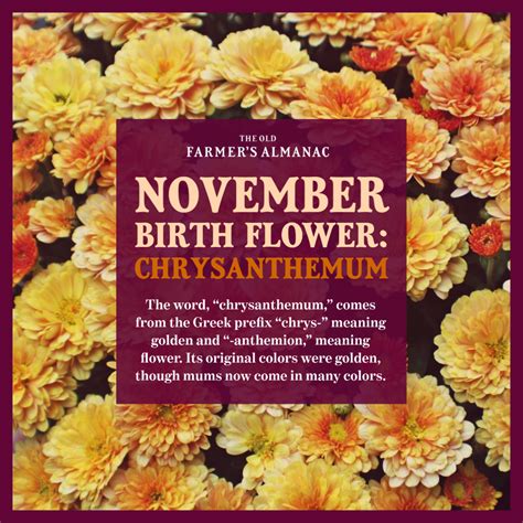 November Birth Flower Meaning - Get More Anythink's