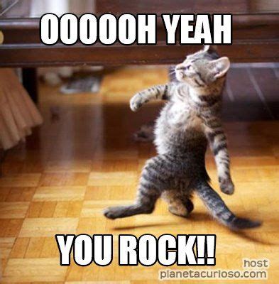 20 Memes To Say "You Rock!" | Animals, Cute animals, Kittens