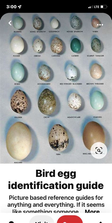 Pin by Kathy Kurtz on Discovery birds | Bird egg identification, Bird eggs, Bird