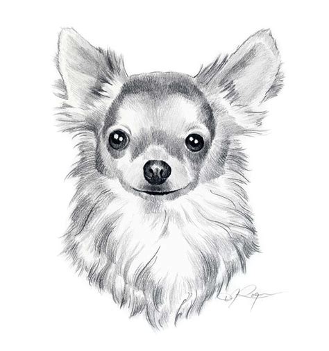 Chihuahua clipart dog sketch, Chihuahua dog sketch Transparent FREE for download on ...