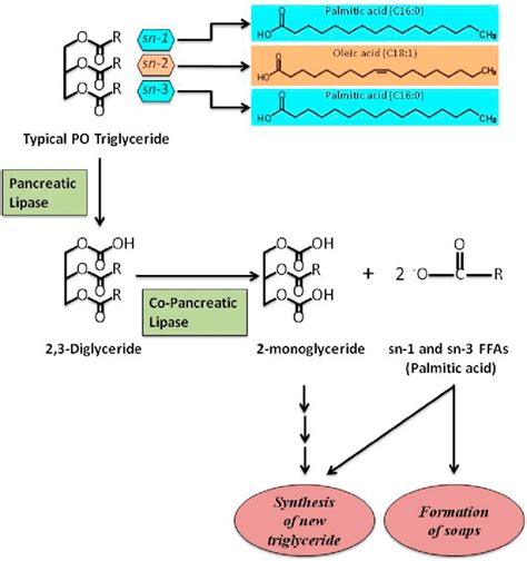 A schematic representation showing the hydrolysis of typical PO... | Download Scientific Diagram