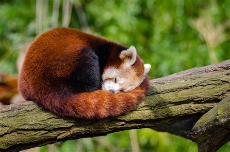 Red Panda Sleeping on Tree Branch · Free Stock Photo