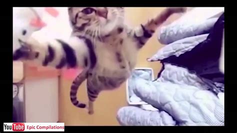 Cat In Jump in Slow Motion and more - YouTube