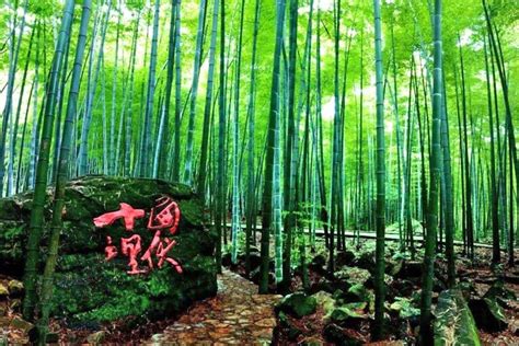 Bamboo Forests In West China