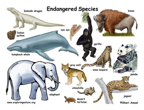 The Endangered Species Act: a Critical Safety Net Now Threatened by Congress and Trump – The ...