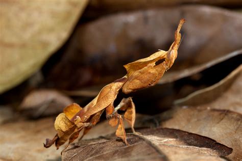 Leaf Insect Camouflage