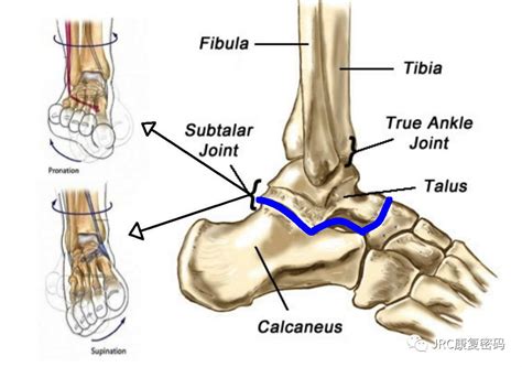 距骨解剖图名称,跟骨载距突解剖图 - 伤感说说吧
