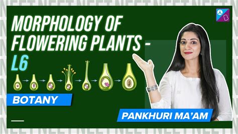 Dicot and Monocot Seeds - Morphology of Flowering Plants Class 11 Biology Concept | NEET 2024 ...