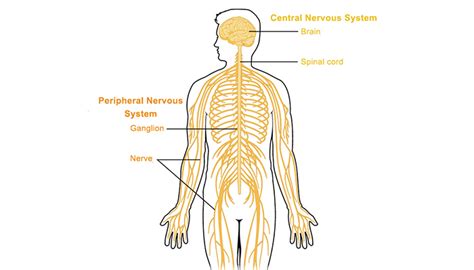 Peripheral nervous system - Queensland Brain Institute - University of ...