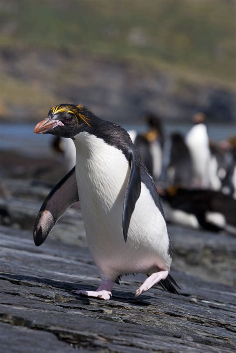 Did you know that Macaroni penguins live in the sub-Antarctic and in ...