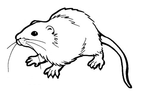 Free Printable Rat Coloring Pages For Kids | Animal coloring pages, Super coloring pages ...