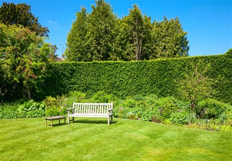 The Best Types of Hedges For UK Gardens | UpGardener™