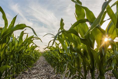 ARABLE CROPS Archives - Cropserve