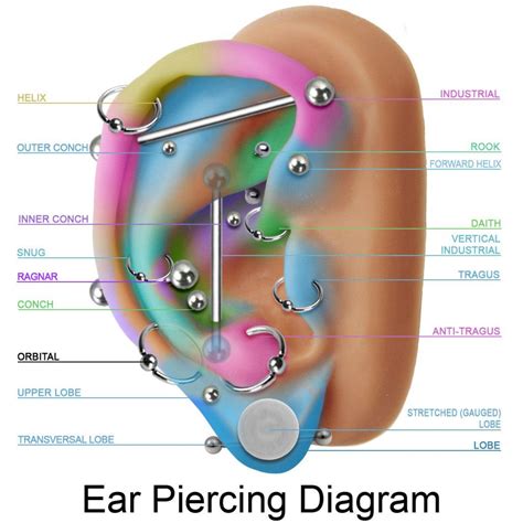 Piercing Prices | Cheap Piercings Near Me in 2024 | Ear piercings chart, Ear piercing diagram ...