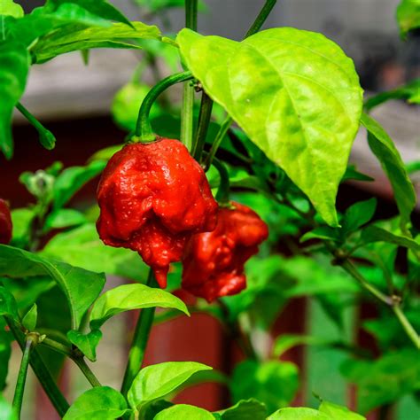 Ghost Pepper Seeds for Sale - ʻĀina Exotics