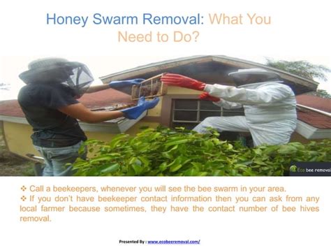 Honey bee swarm removal