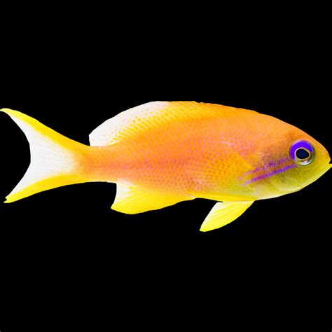 Lyretail Anthias Female - available online at Aquarium Fish Depot