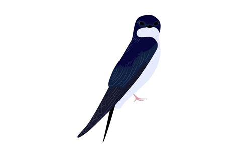 Martin vector illustration. Martlet bird.