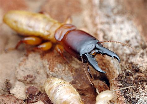 What Do Soldier Termites Do in Battle? | Antipest Blog