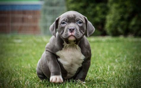 American Bully Dog Wallpapers - Wallpaper Cave