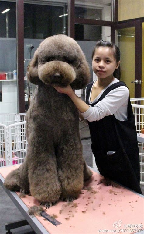 How To Give A Standard Poodle A Teddy Bear Cut