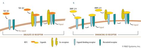 Co-receptor Regulation of TGF-beta Signaling: R&D Systems