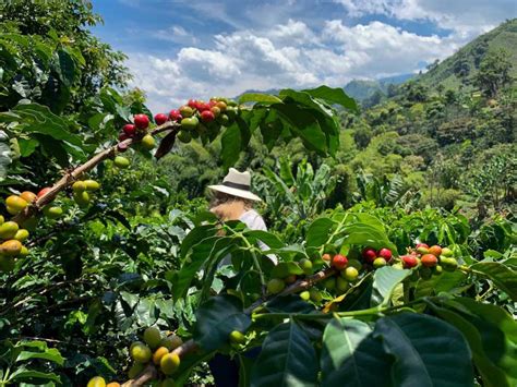 Bean by Bean: a Journey into Colombia's Coffee Region