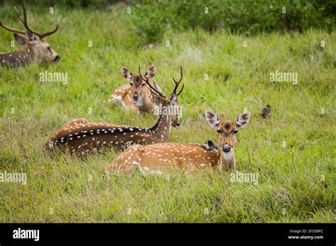 bandipur national park Stock Photo - Alamy