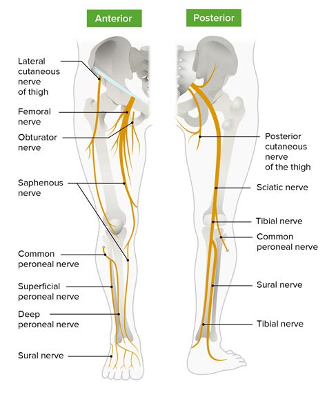 Anterior Thigh Nerve Innervations