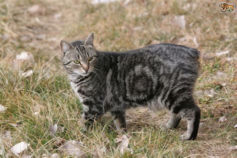 Manx cat > tailless breed | Cat breeds, Cat lifespan, Cats