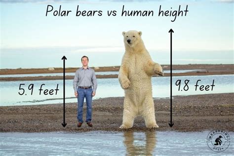 How Big Is A Polar Bear Compared To A Human? - Measuring Stuff