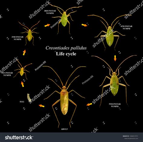 Bug Creontiades Pallidus Hemiptera Miridae Life Stock Photo 1304013151 | Shutterstock