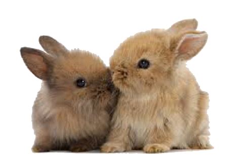 Pin by lily on filler png | Cute baby bunnies, Animal hugs, Cute bunny pictures