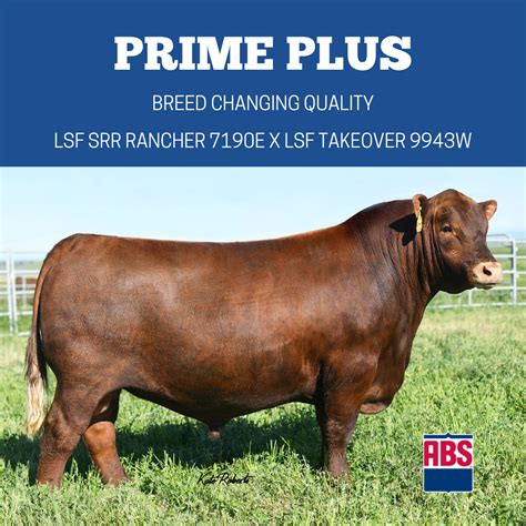 Five Red Angus Bulls You Should Know - ABS Global US