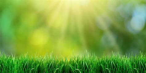 Growing Green Grass: How to Have a Perfect Lawn | ReviewThis