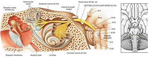 Pictures Of Acoustic Nerve