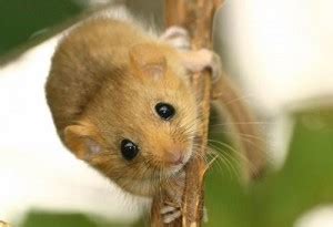 Dormouse Facts Archives - Animal Facts For Kids | Wild Facts